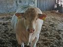 Charolais bikák