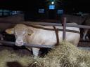 Charolais bikák