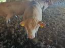 Charolais bikák