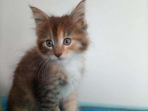 Törzskönyvezett szülőktől Maine Coon Törzskönyvezett szülőktől Maine Coon