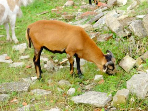 Kameruni juh és kecske eladó Kameruni juh és kecske eladó