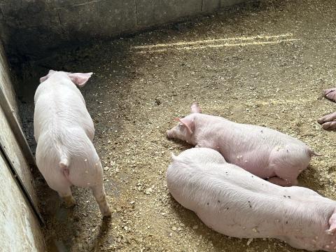 Topigs X Hypor Maxter 9 hetes malacok eladóak Topigs X Hypor Maxter 9 hetes malacok eladóak