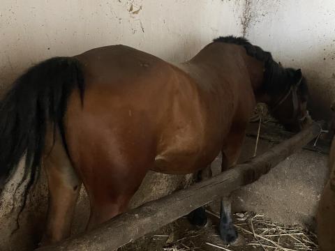 Kanca és csődör eladó Kanca és csődör eladó