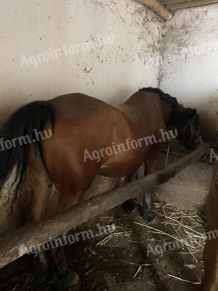 Kanca és csődör eladó