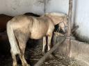 Kanca és csődör eladó