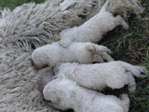 Komondor fajtajellegű kiskutyák gazdát keresnek Komondor fajtajellegű kiskutyák gazdát keresnek