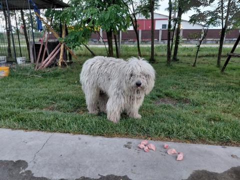Komondor fajtatiszta jellegű kiskutyák gazdát keresnek