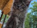 Maine coon