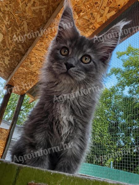 Maine coon
