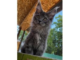 Maine coon