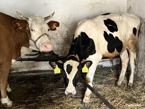 Holstein-fríz bika eladó Holstein-fríz bika eladó