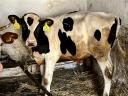 Holstein-fríz bika eladó