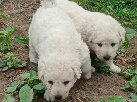 Kuvasz kölyökkutyák gazdát keresnek