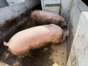 Topigs tn 70 vemhes koca eladó