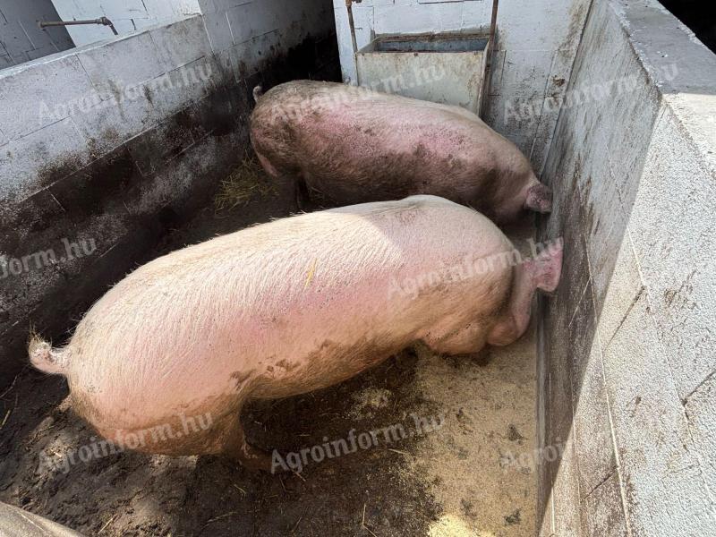 Topigs tn 70 vemhes koca eladó