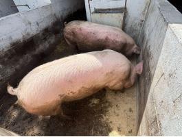 Topigs tn 70 vemhes koca eladó