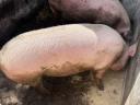 Topigs tn 70 vemhes koca eladó