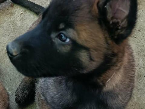 Belga juhász malinois kiskutyák törzskönyvezett szülőktől eladók