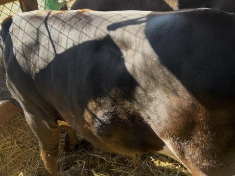 Charolais vegyes húshasznú bikák Charolais vegyes húshasznú bikák