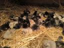Australorp napos csibe