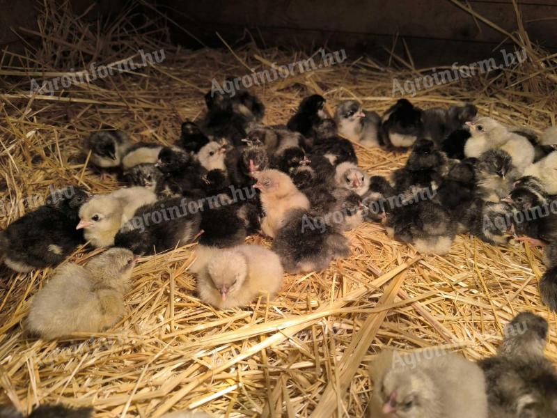 Australorp napos csibe
