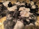 Australorp napos csibe