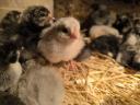 Australorp napos csibe