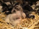 Australorp napos csibe