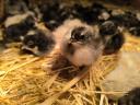 Australorp napos csibe