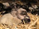 Australorp napos csibe