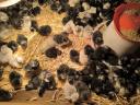 Australorp napos csibe