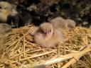 Australorp napos csibe