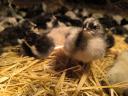 Australorp napos csibe