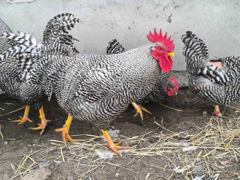 Napos amrock csibe Napos amrock csibe
