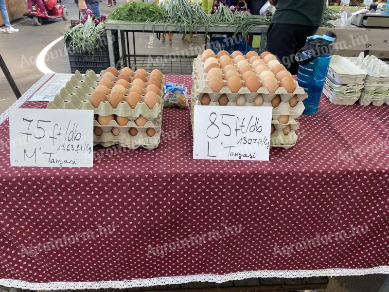 Termelői házi tojás kapható