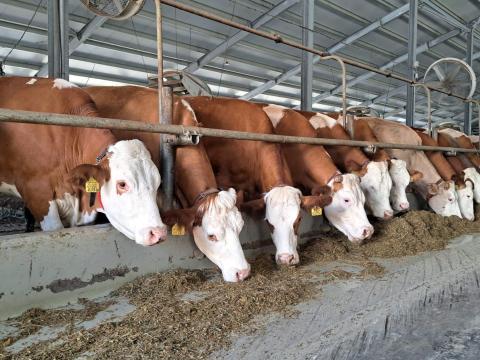 Magyartarka tehén, 12 db Magyartarka tehén, 12 db