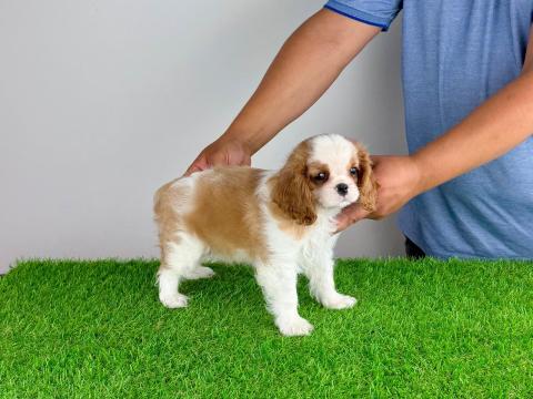 Törzskönyves Cavalier King Charles Spániel kiskutya
