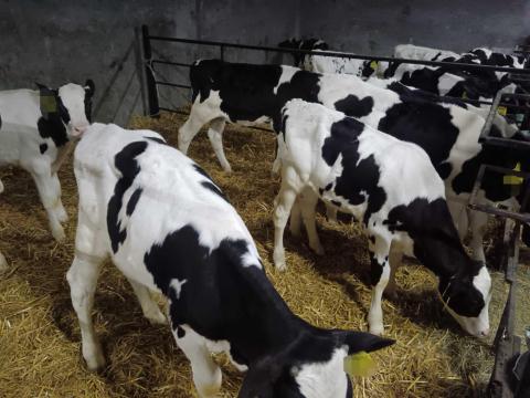 Bika borjú holstein-fríz