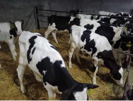 Bika borjú holstein-fríz