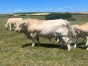 Lajstromszámos Charolais bika eladó