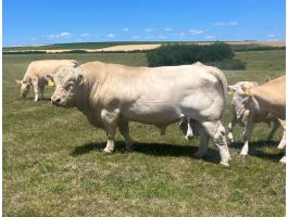 Lajstromszámos Charolais bika eladó