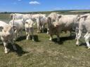 Lajstromszámos Charolais bika eladó