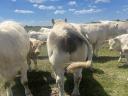 Lajstromszámos Charolais bika eladó
