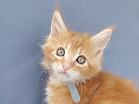 Gazdikereső maine coon kiscicák
