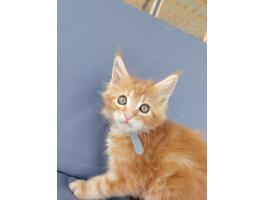 Gazdikereső maine coon kiscicák