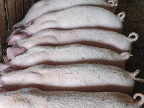 Eladó Turcsi és Lapály süldő malacok
