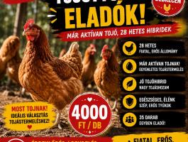25–30 hetes barna tojótyúkok eladók