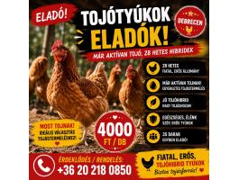25–30 hetes barna tojótyúkok eladók