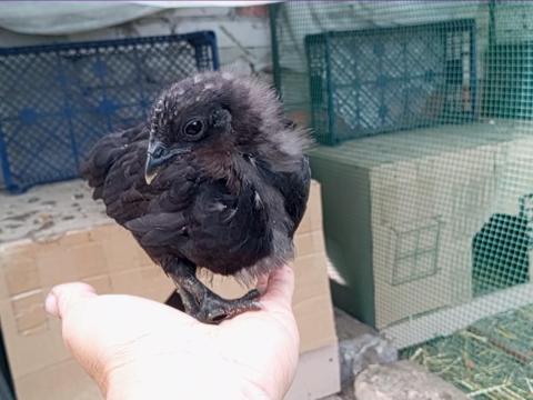 Prémium nevelésű, Gumboro ellen oltott Ayam Cemani jellegű díszcsibék kotlósok alól eladók Prémium nevelésű, Gumboro ellen oltott Ayam Cemani jellegű díszcsibék kotlósok alól eladók