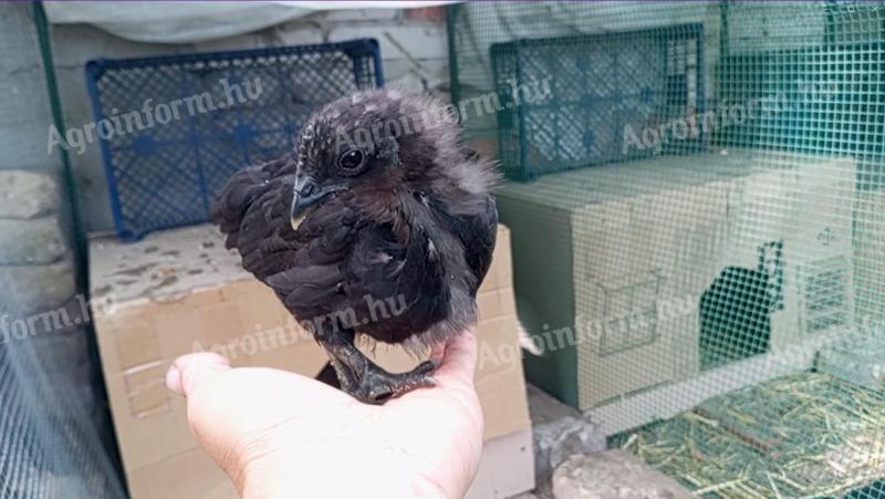 Prémium nevelésű, Gumboro ellen oltott Ayam Cemani jellegű díszcsibék kotlósok alól eladók